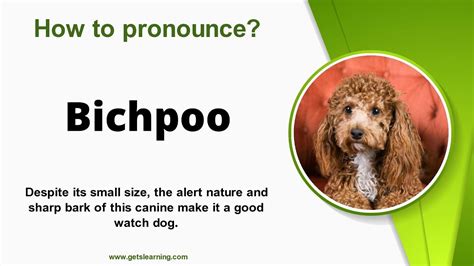 how to pronounce bichpoo.